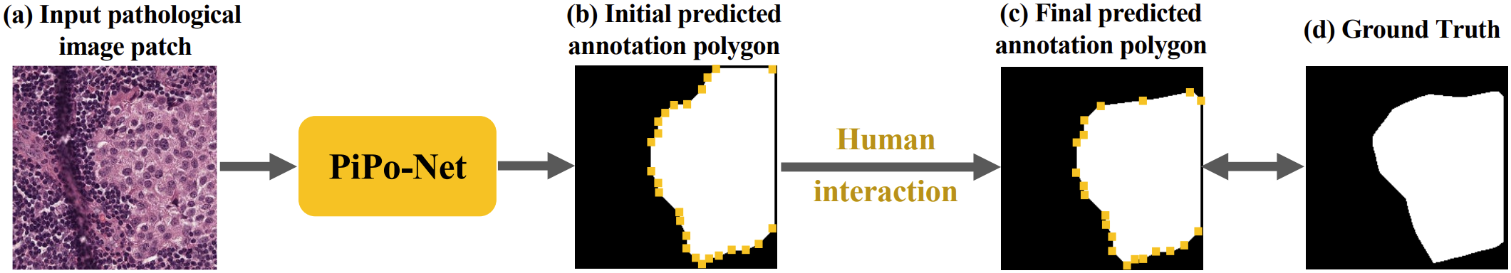 PiPo-Net: A Semi-automatic and Polygon-based Annotation Method for Pathological Images
